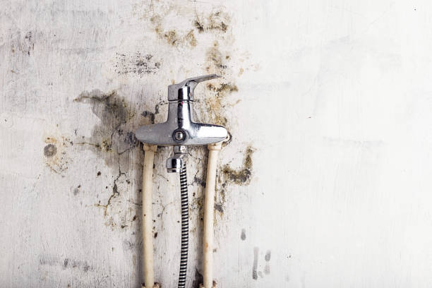 Best Residential Mold Removal  in Wheelersburg, OH