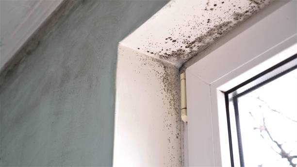 Best Black Mold Removal  in Wheelersburg, OH