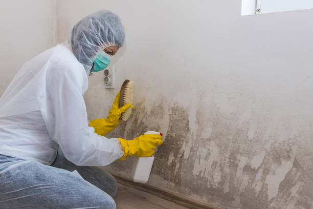 Best Mold Testing and Removal  in Wheelersburg, OH