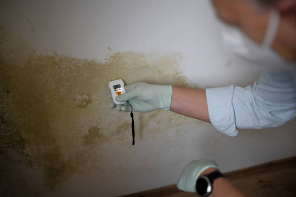 Mold Testing and Removal in Wheelersburg, OH