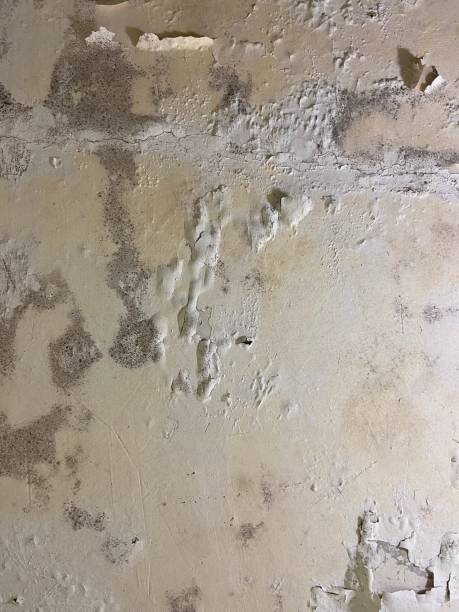 Best Professional Mold Removal  in Wheelersburg, OH