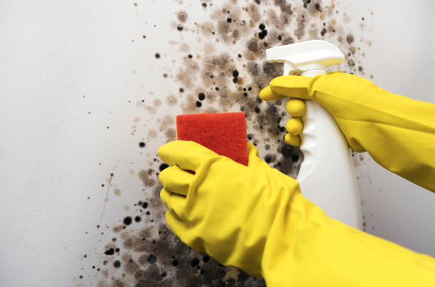 Mold Removal Process in Wheelersburg, OH