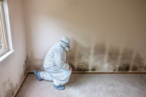 Best Affordable Mold Removal  in Wheelersburg, OH