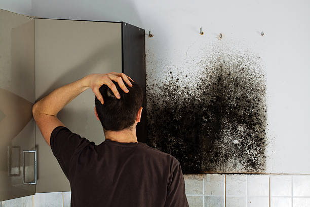 Best Attic Mold Removal  in Wheelersburg, OH