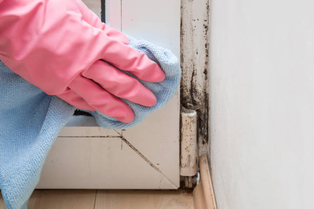 Best Mold Removal Company Near Me  in Wheelersburg, OH